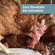 Eine Nahaufnahme von braunen Hühnern in einem Stall, wobei ein Huhn im Vordergrund deutlich zu sehen ist. Textüberlagerung lautet "Zum Abwetzen des Schnabels."