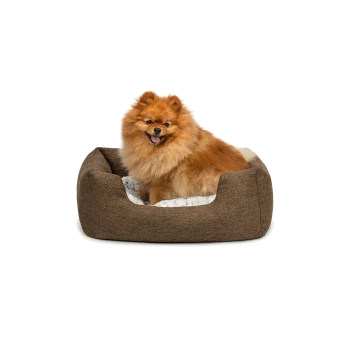 Ein flauschiger Pomeranian-Hund sitzt bequem in einem gemütlichen braunen Haustierbett mit einem weichen weißen Innenraum.