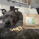 Ein Hund liegt auf einer plüschigen grauen Decke neben einer offenen Tüte mit gefriergetrockneten Kaninchenfleischleckerlis, mit verstreuten Stücken.