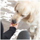 Eine Nahaufnahme eines Golden Retrievers, der sanft einen Leckerbissen aus der Hand einer Person nimmt, mit einem verschwommenen Hintergrund eines hellen Holzbodens.