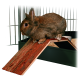 Ein brauner Hase sitzt auf einer Holzrampe in einem Haustierkäfig, mit Metallstäben im Hintergrund und einer Futterschüssel sichtbar.
