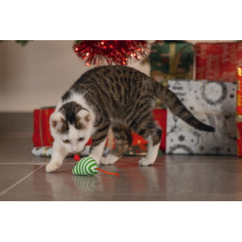 Getigerte und weiße Katze spielt mit einer grün-weiß gestreiften Spielmaus vor eingepackten Weihnachtsgeschenken.