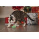 Getigerte und weiße Katze spielt mit einer grün-weiß gestreiften Spielmaus vor eingepackten Weihnachtsgeschenken.