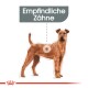Illustration eines braunen Hundes mit dem Text "Empfindliche Zähne" darüber, der auf Zahnempfindlichkeit hinweist.