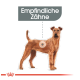 Illustration eines braunen Hundes mit dem Text "Empfindliche Zähne" darüber, der auf Zahnempfindlichkeit hinweist.