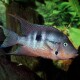 JBL PRONOVO Cichlid Grano M 250 ml