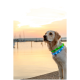 Un golden retriever portant un collier LED bleu et vert se tient près de l'eau au coucher du soleil, avec des bateaux en arrière-plan.