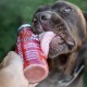 Nahaufnahme eines braunen Hundes, der eine Smoothie-Flasche mit dem Etikett "SmoothieDog" leckt, mit dem sichtbaren Text "Der SNACK für jeden Hund."