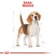 Beagle Adult 12 kg