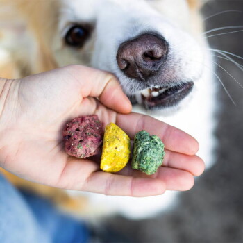 Hand hält drei bunte Hundesnack-Stückchen (rot, gelb, grün) an die Nase eines weißen Hundes, der schnuppert