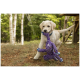 Labradorwelpe im Freien trägt ein lila gestreiftes Plüsch-Seilspielzeug, hat ein blaues Halsband an und hält das Spielzeug mit einem kleinen roten Etikett.