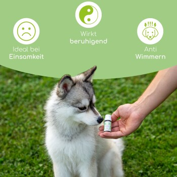 Ein flauschiger grau-weißer Hund schaut auf eine Flasche, die als beruhigend gekennzeichnet ist, perfekt gegen Einsamkeit und zur Reduzierung von Jammern.