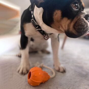 Eine Nahaufnahme eines schwarz-braunen Hundes mit einem Halsband, der neben einem orangefarbenen Kauspielzeug mit einem Seil auf einem hellen Teppich sitzt.