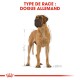 Illustration d'un Dogue Allemand avec des mesures, étiqueté "TYPE DE RACE : DOGUE ALLEMAND" en texte rouge gras.