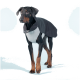 Ein Dobermann, der einen stilvollen grauen und schwarzen Haustiermantel trägt, steht vor einem hellblauen Hintergrund und zeigt seine schlanke Figur.