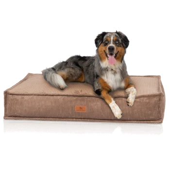 Ein glücklicher Australian Shepherd Hund mit einem blauen Merle-Fell liegt auf einem plüschigen, braunen Cord-Hundebett und zeigt ein Lederetikett.