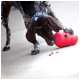 Spotted black-and-white dog with blue collar nudging a red KONG toy, kibble pieces on floor