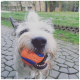 Eine Nahaufnahme eines glücklichen Hundes, der einen orange-blauen Chuckit!-Ball im Mund hält, mit einem verschwommenen grünen Parkhintergrund.
