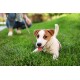Ein kleiner Hund, der auf grünem Gras liegt, mit einer angeleinten Leine. Eine Person kniet in der Nähe und interagiert mit dem Hund.