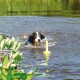 Ein Berner Sennenhund, der in einem Teich schwimmt und nach einem gelben schwimmenden Spielzeug greift, mit Wasserspritzern und grünen Pflanzen in der Nähe.