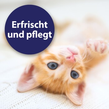 Ein neugieriges Kätzchen mit großen Ohren und leuchtenden Augen, das aus einem geflochtenen Korb schaut, mit dem Text "Entfernt Ohrenschmalz" darüber.