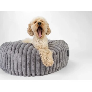 Lockiger cremefarbener Hund gähnt, während er auf einem runden, grauen, gerippten Plüsch-Haustierbett mit kleinem schwarzem Etikett ruht.