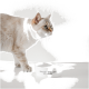 Eine hellfarbige Katze steht neben einer weißen Wasserschüssel mit der Aufschrift "WASSERNAPF stay hydrated" auf einer minimalistischen weißen Oberfläche.