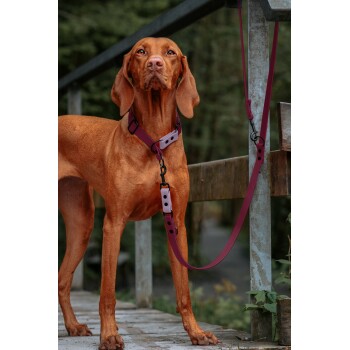 Ein brauner Hund steht auf einem Holzweg, trägt ein lila Geschirr und eine Leine, umgeben von Grün.