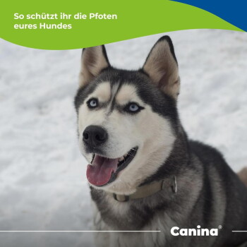 Sibirischer Husky mit blauen Augen und Halsband im Schnee, Zunge herausgestreckt; Text: 'So schützt ihr die Pfoten eures Hundes' und 'Canina'.