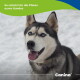 Sibirischer Husky mit blauen Augen und Halsband im Schnee, Zunge herausgestreckt; Text: 'So schützt ihr die Pfoten eures Hundes' und 'Canina'.