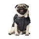 Ein glücklicher Mops in einer glänzenden schwarzen Daunenjacke, der mit herausgestreckter Zunge und verspieltem Ausdruck sitzt.