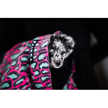 Ein kleiner, gefleckter Welpe mit blauen Augen schaut aus einer bunten, pink- und türkisfarbenen gemusterten Haustierjacke heraus.