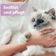 Person hält ein flauschiges blauäugiges Kätzchen, Nahaufnahme; lila eingeblendeter Text: 'Entfilzt und pflegt'.