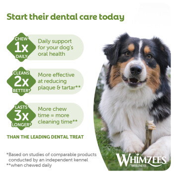 Dog chewing treat beside "Start their dental care today" with badges 1x daily, 2x better, 3x longer and Whimzees logo