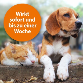 Eine entspannte orange-weiße Katze schläft neben einem Beagle-Hund, mit einem orangefarbenen Kreis, der den Text 'Wirkt sofort und bis zu einer Woche.' enthält.
