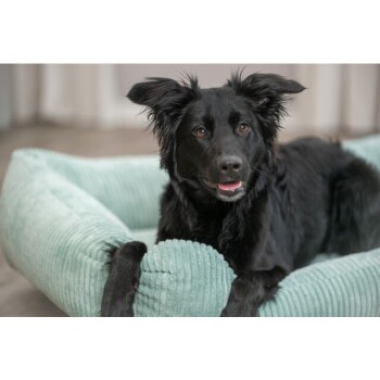 Ein schwarzer Hund mit einem verspielten Ausdruck liegt bequem in einem helltürkisfarbenen Haustierbett, das sein glänzendes Fell und seine aufgerichteten Ohren zeigt.