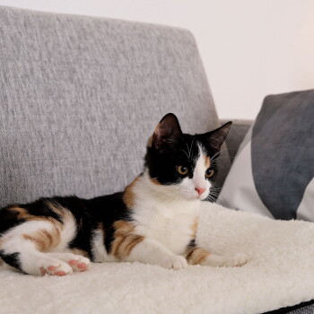 Dreifarbiges Kätzchen liegt auf einer weißen, flauschigen Decke auf einem grauen Sofa und blickt nach rechts.