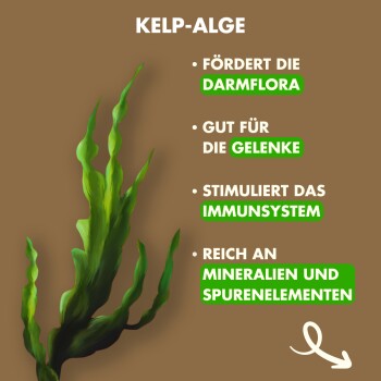 Illustration von Kelp-Algen, die Vorteile hervorhebt: fördert die Darmflora, unterstützt die Gelenke, stimuliert die Immunität und ist reich an Mineralien.