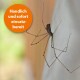 Eine Nahaufnahme einer Spinne an einer Wand, mit einem orangefarbenen runden Etikett, das "Handlich und sofort einsatzbereit" (Handy und bereit zur Verwendung) liest.