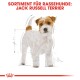 Illustration eines Jack Russell Terriers mit einem weißen und braunen Fell, mit Maßen und "SORTIMENT FÜR RASSEHUNDE."