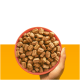 Eine Hand hält eine pinke Schüssel, die mit kleinen, braunen Hundekeksen gefüllt ist, vor einem leuchtend orangefarbenen Hintergrund.