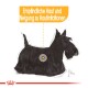 Illustration eines schwarzen Scottish Terriers mit einem hervorgehobenen Bereich und dem Text "Empfindliche Haut und Neigung zu Hautreizungen."