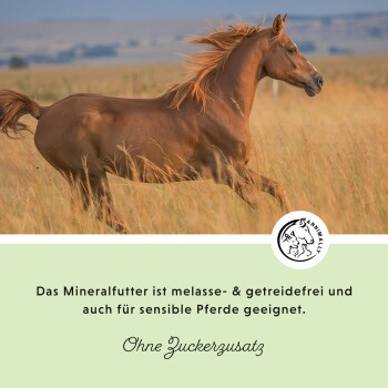 Ein kastanienbraunes Pferd galoppiert durch hohes Gras; der Text hebt ein melassefreies, getreidefreies, zuckerfreies Mineralfutter für empfindliche Pferde hervor.