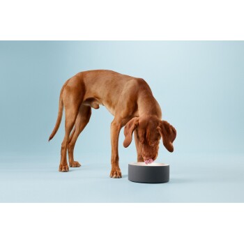 Ein brauner Hund frisst aus einer modernen grauen Futterschüssel vor einem hellblauen Hintergrund.