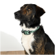 Eine Nahaufnahme eines braun-schwarzen Hundes mit einem grünen Halsband, der zur Seite schaut, vor einem weißen Hintergrund.