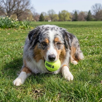 Australian Shepherd liegt auf Gras und hält einen leuchtend gelben Tennisball mit der Aufschrift 'KONG' im Maul.