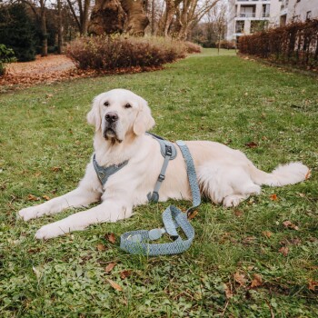 Ein Golden Retriever liegt auf grünem Gras, trägt ein hellblaues Geschirr, mit einer passenden Leine daneben.