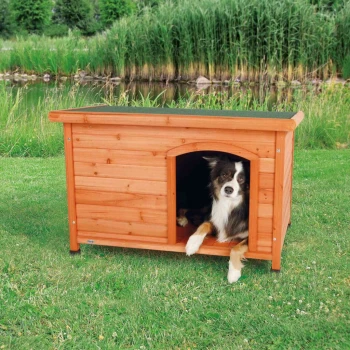 Ein braun-weißer Hund schaut aus einem Holz-Hundehäuschen mit schrägem Dach, das auf grünem Gras nahe einem Teich und hohen Schilfrohren steht.