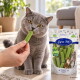 Getigerte Katze, die an einem von einer Hand gehaltenen grünen Leckerli-Stick schnuppert, Lyra Pet „Nature Power“-Tütchen sichtbar