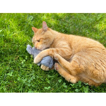 Eine orange getigerte Katze kuschelt mit einem grauen Plüschspielzeug auf grünem Gras und zeigt ihr verspieltes Wesen und weiches Fell.